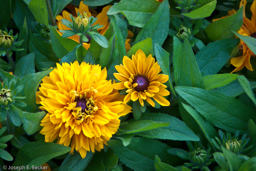 Time for Summer Flowers