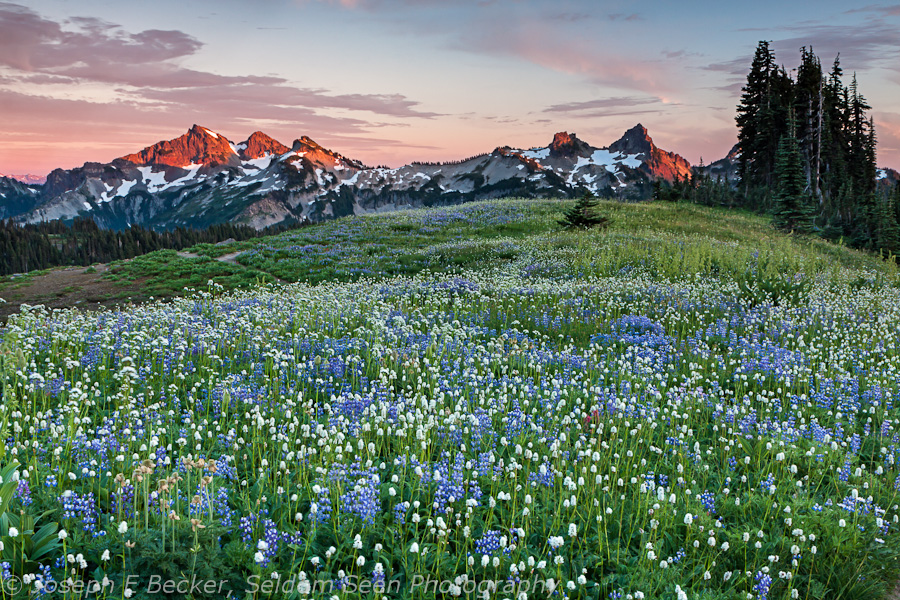 Tatoosh Range and Wildflowers