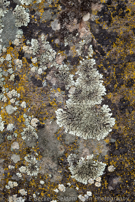 Lichen