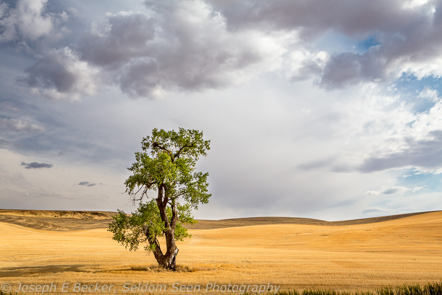 Palouse – Late Summer Edition