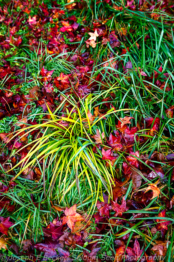 Image Evolution: RAW to Print – Autumn Grass