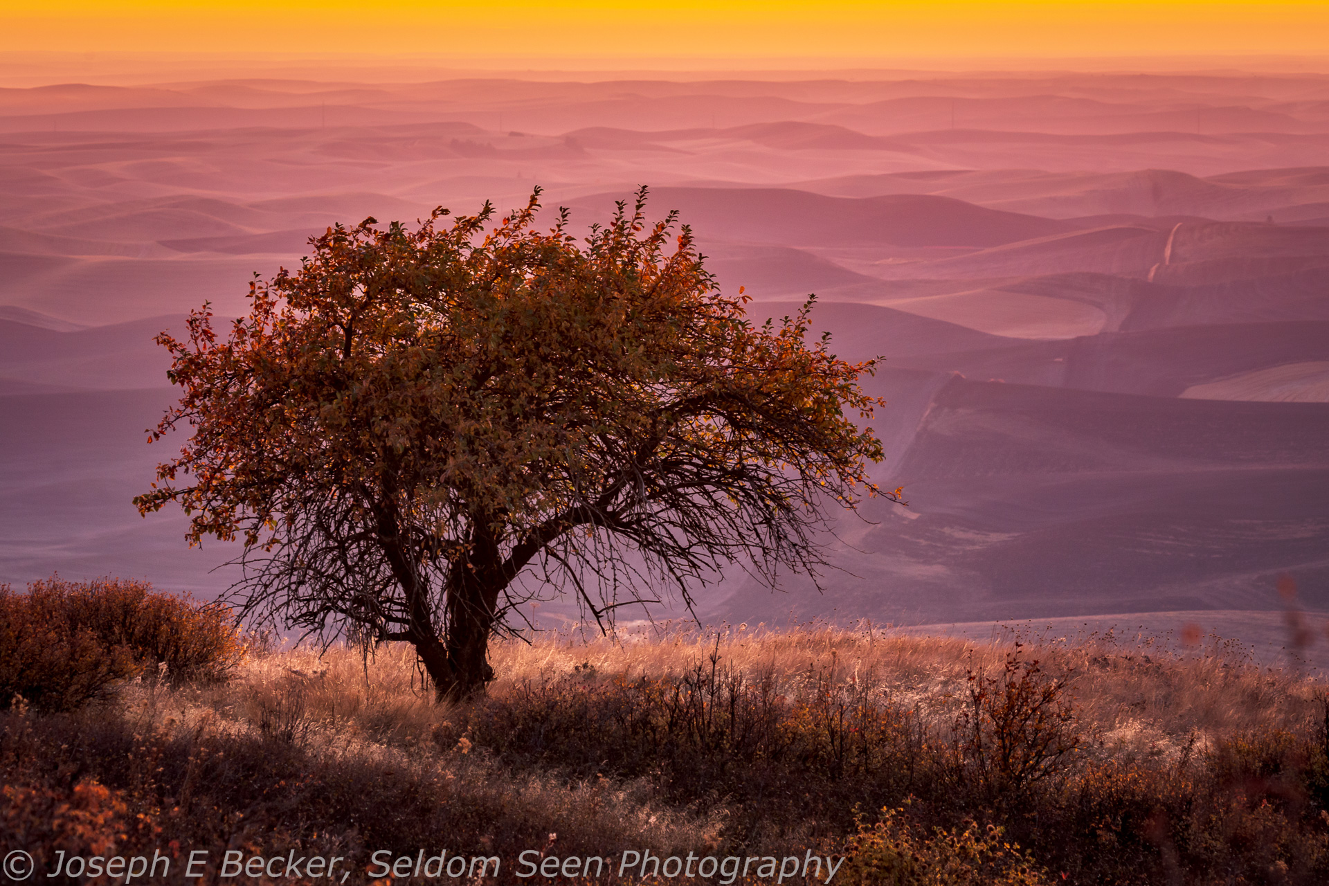 Autumn in the Palouse